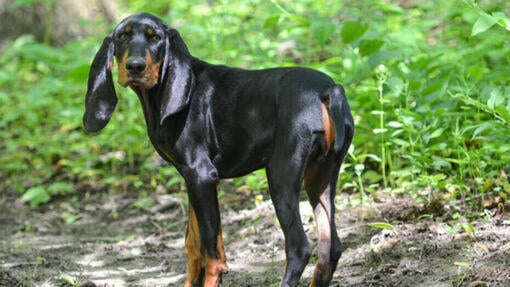 Black and tan coonhound