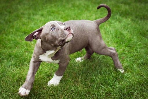 Americký buldog