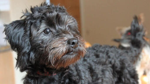 Yorkie Poo (Yorkipoo)