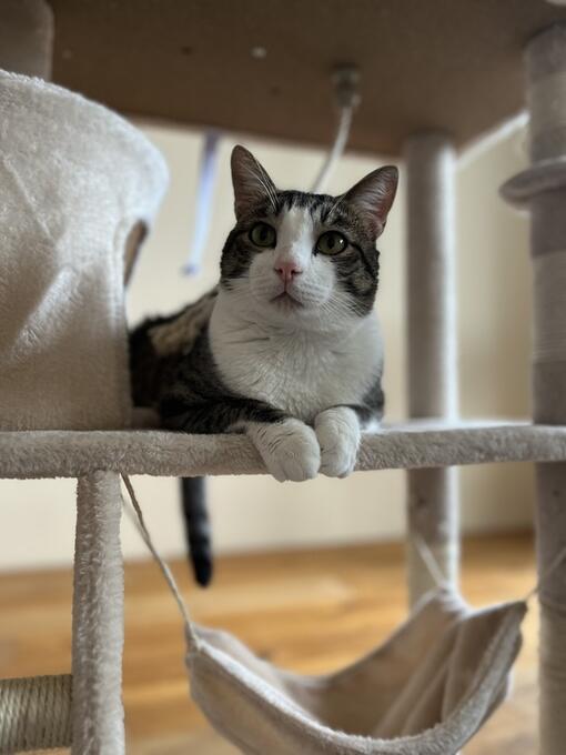 Kočka od majitelky Any