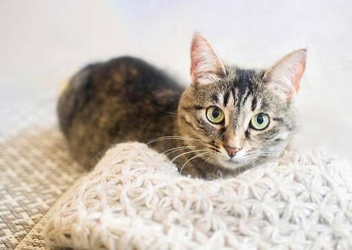 Daniela a jej mačka