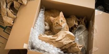 Martina a jej mačka