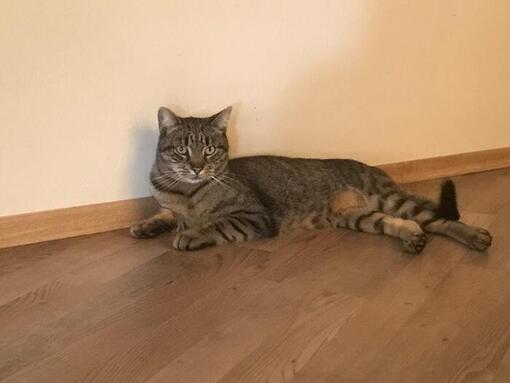 Mačka majiteľa Romana