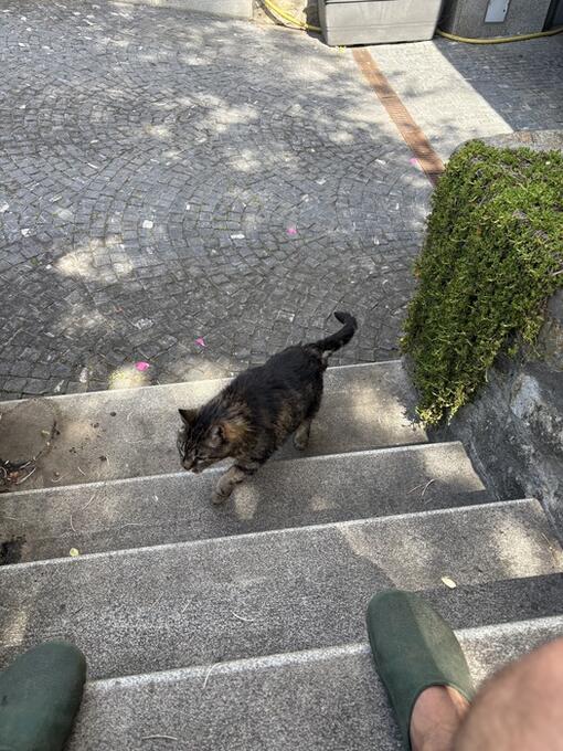 Mačka majiteľa Romana