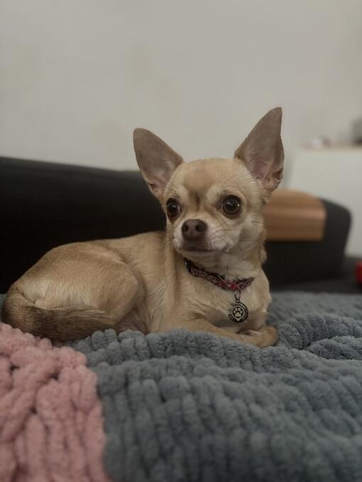 Pes majitelky Viktórie