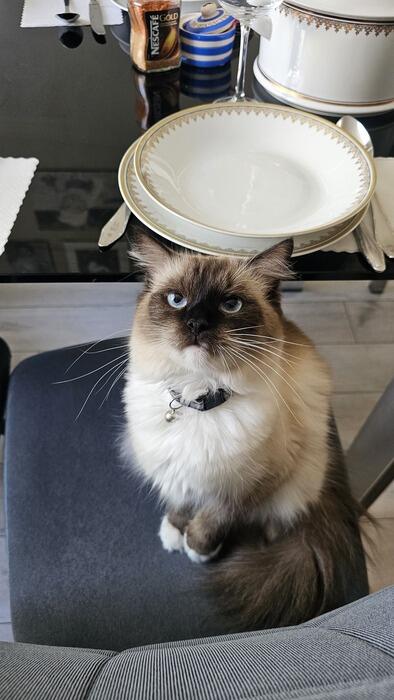 Mačka majiteľky Zuzany