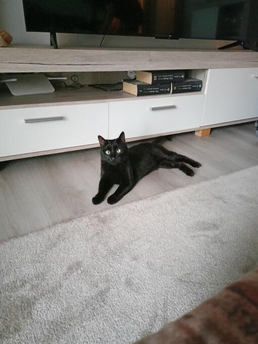 Mačka majiteľky Zuzany