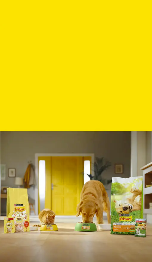 Pes a kočka u misky s jídlem a pytli s granulemi