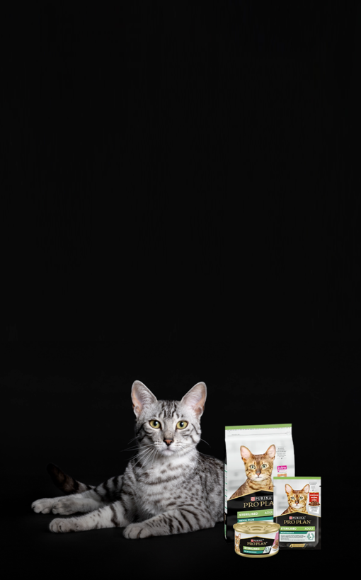 Mačka ležiaca za produktmi Pro Plan®