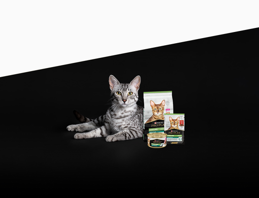 Mačka ležiaca za produktmi Pro Plan®