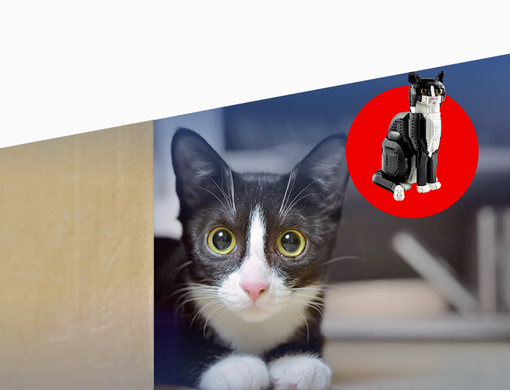 Mačka ležiaca za skriňou