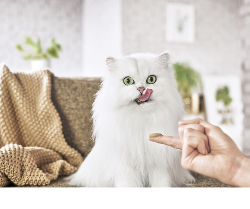 Mačka, ktorá si oblizuje prst svojho majiteľa, na ktorom má krmivo Gourmet Gold®