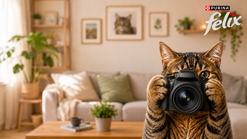 Mačka v obývačke s fotoaparátom | Felix®