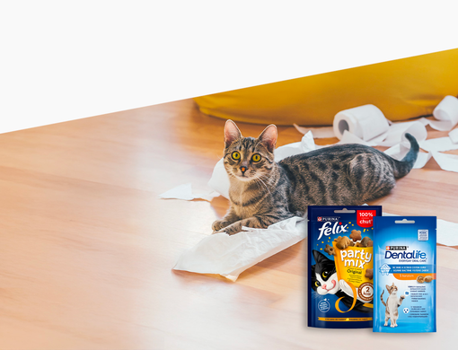 Mačka ležiaca s papírom a produktmi Felix® a Dentalife®