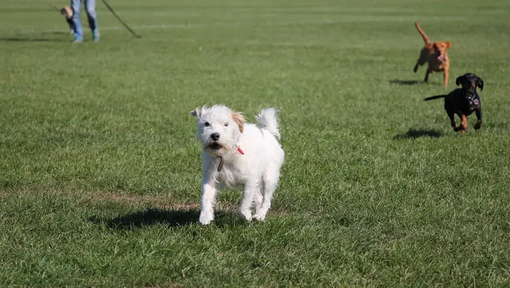 Psy hrající si na louce | Purina®
