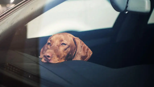 Pes v autě, který má opřenou hlavu o opěradlo | Purina®