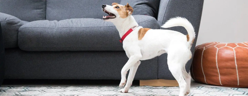 Pes doma u sedačky čekající na odměnu | Purina®